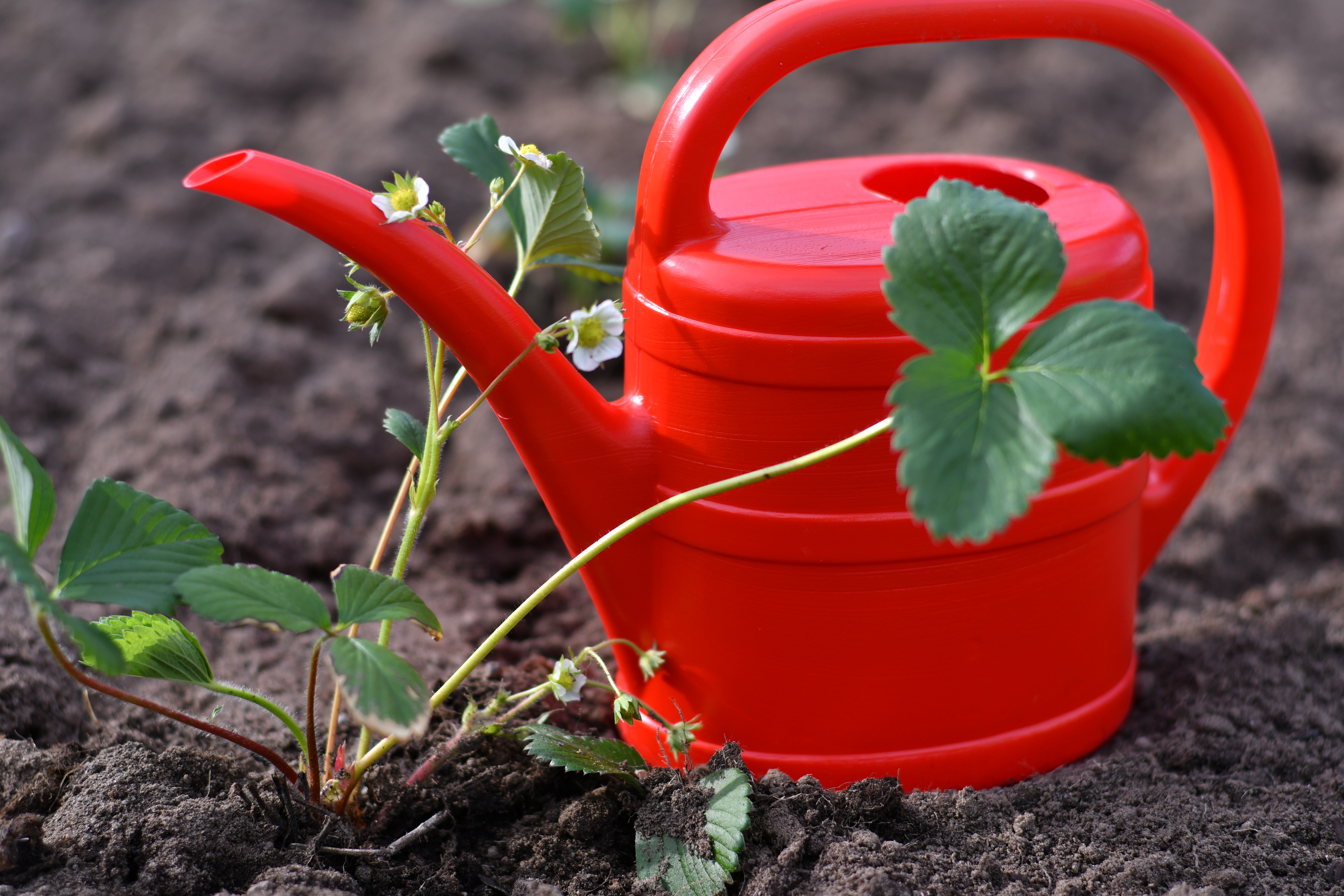 Vattenkanna 2 lit. Röd