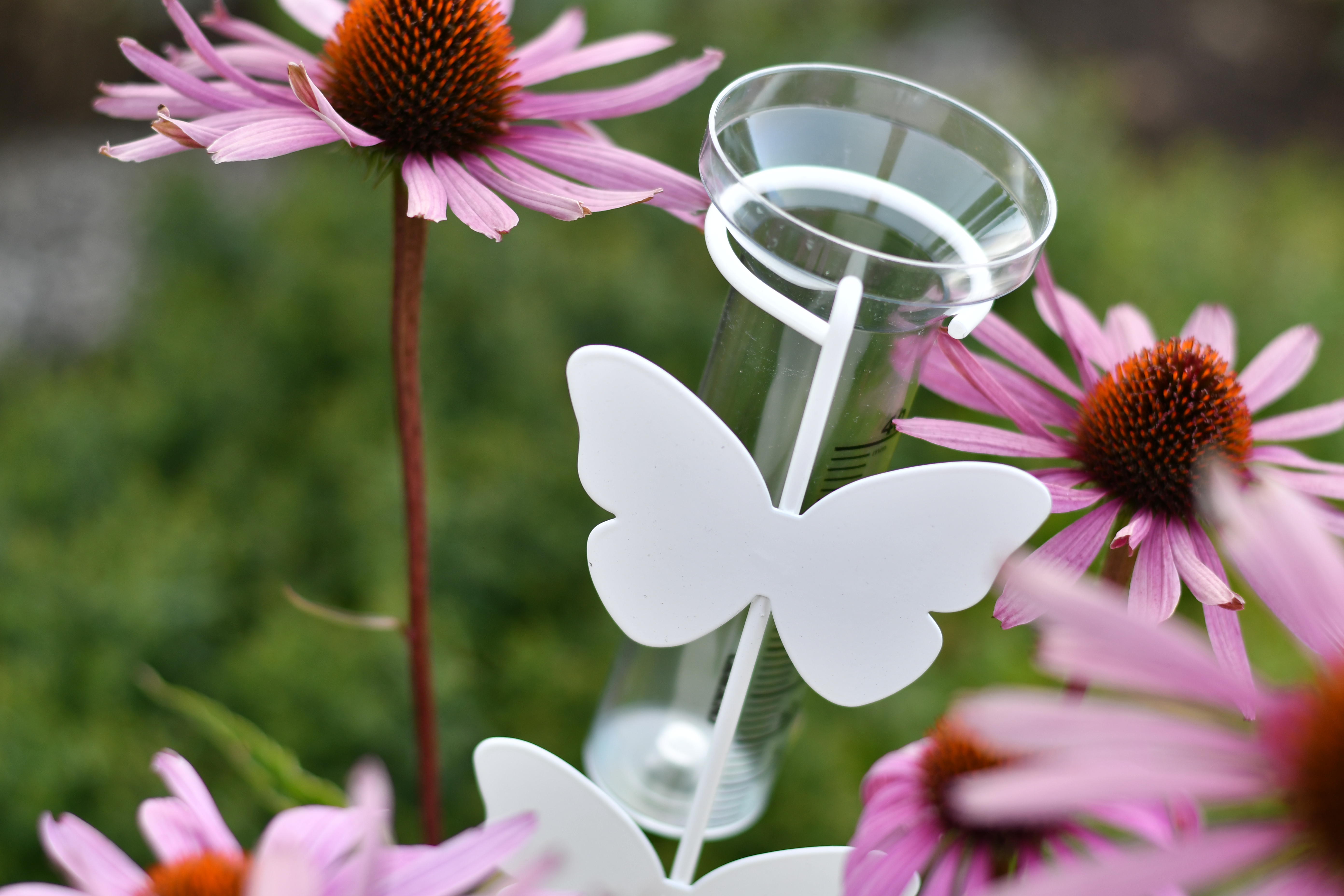 Regnmätare  Fjäril Vit, Transparent glas