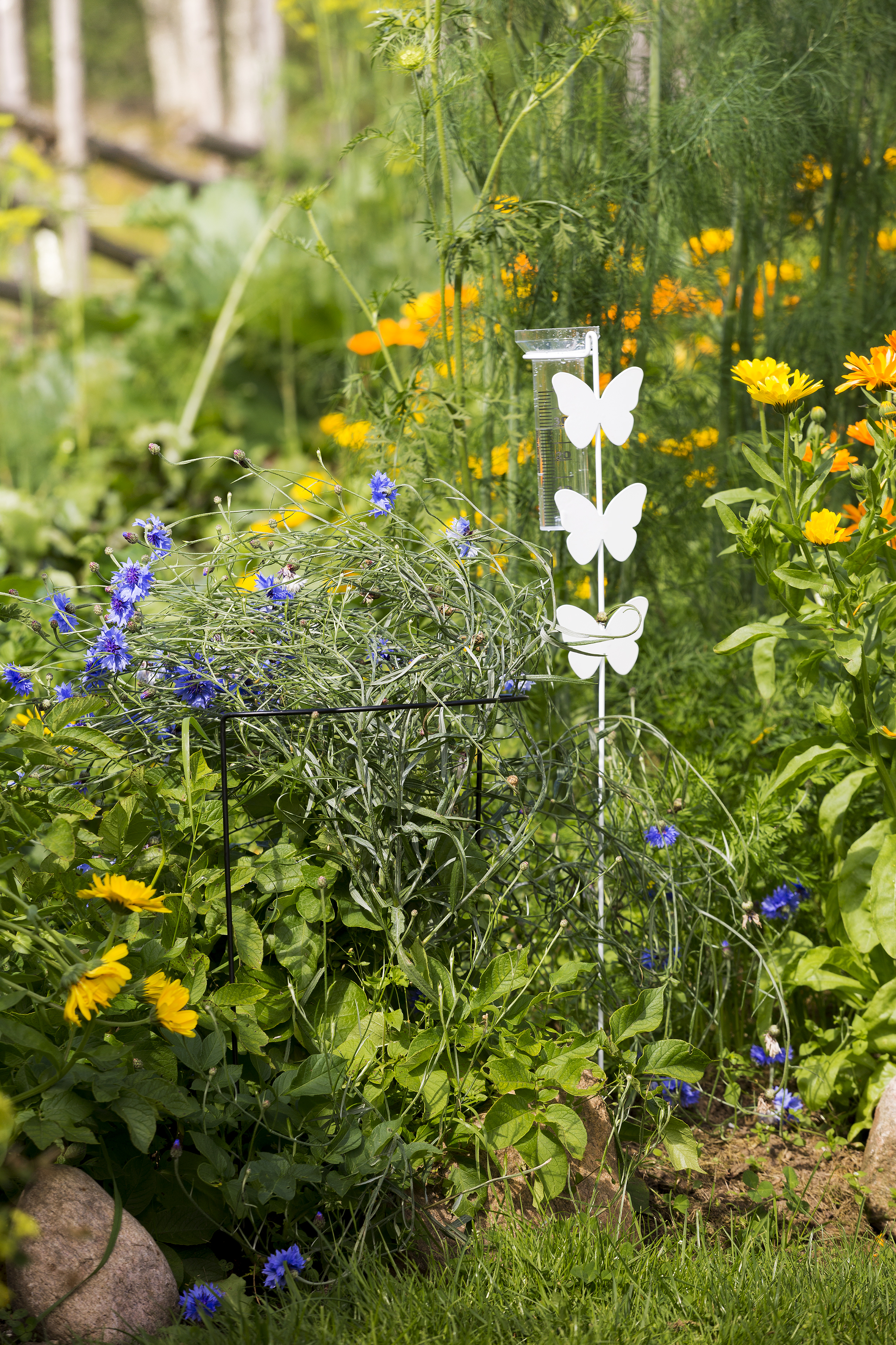 Regnmätare Fjäril Svart, Transparent glas