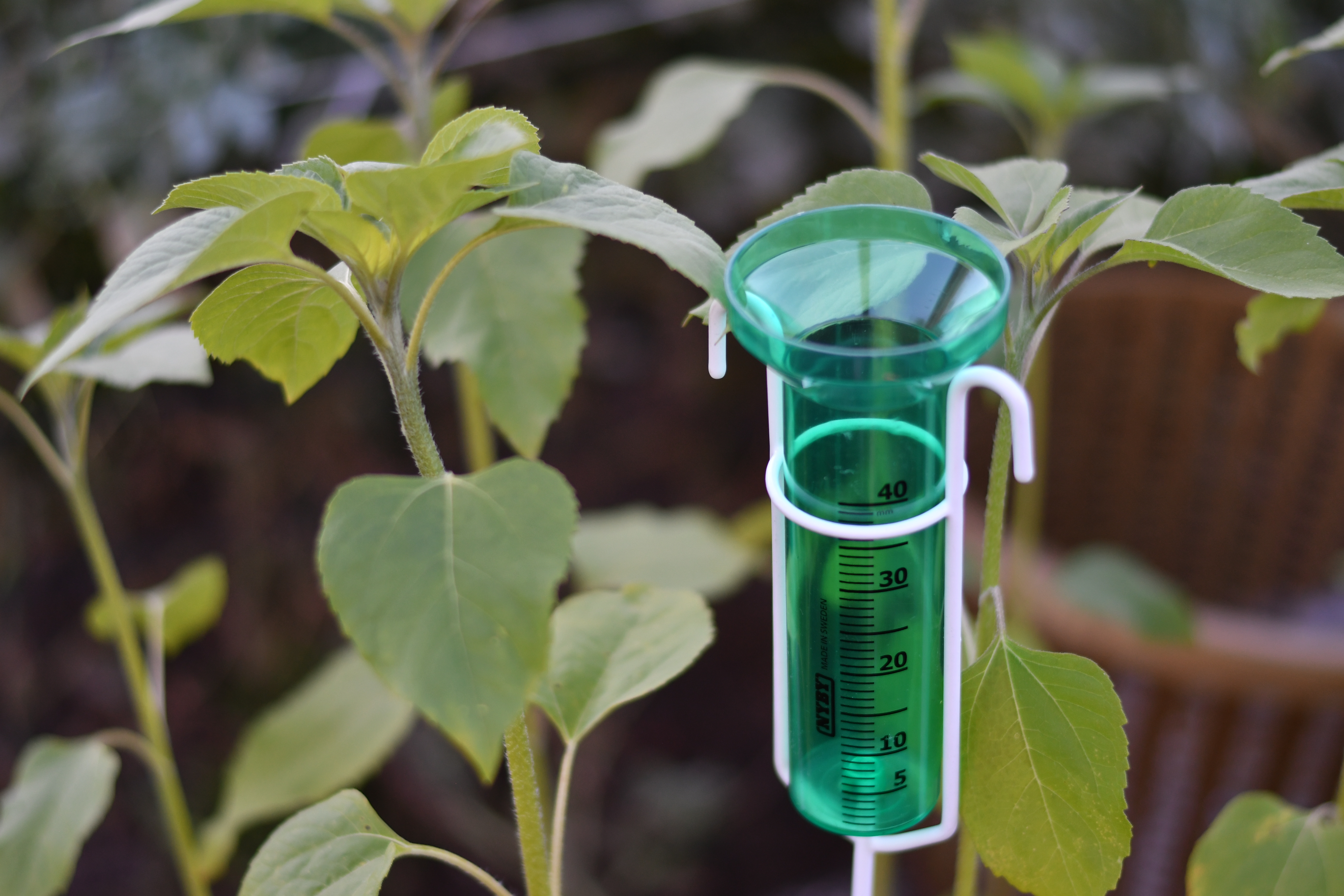 Regnmätare Vit Display, Grönt glas