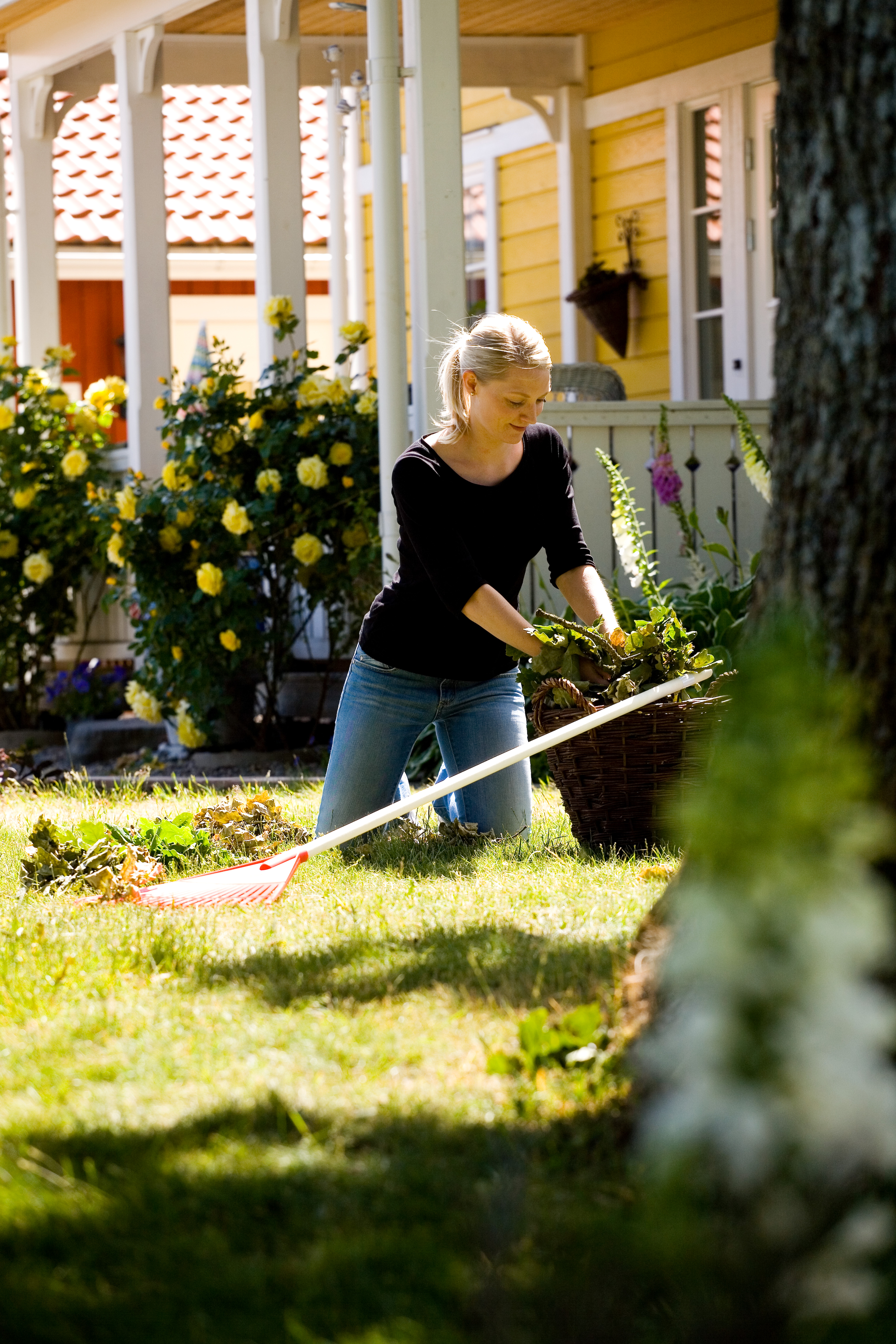 Lövräfsa Solfjäder Röd huvud