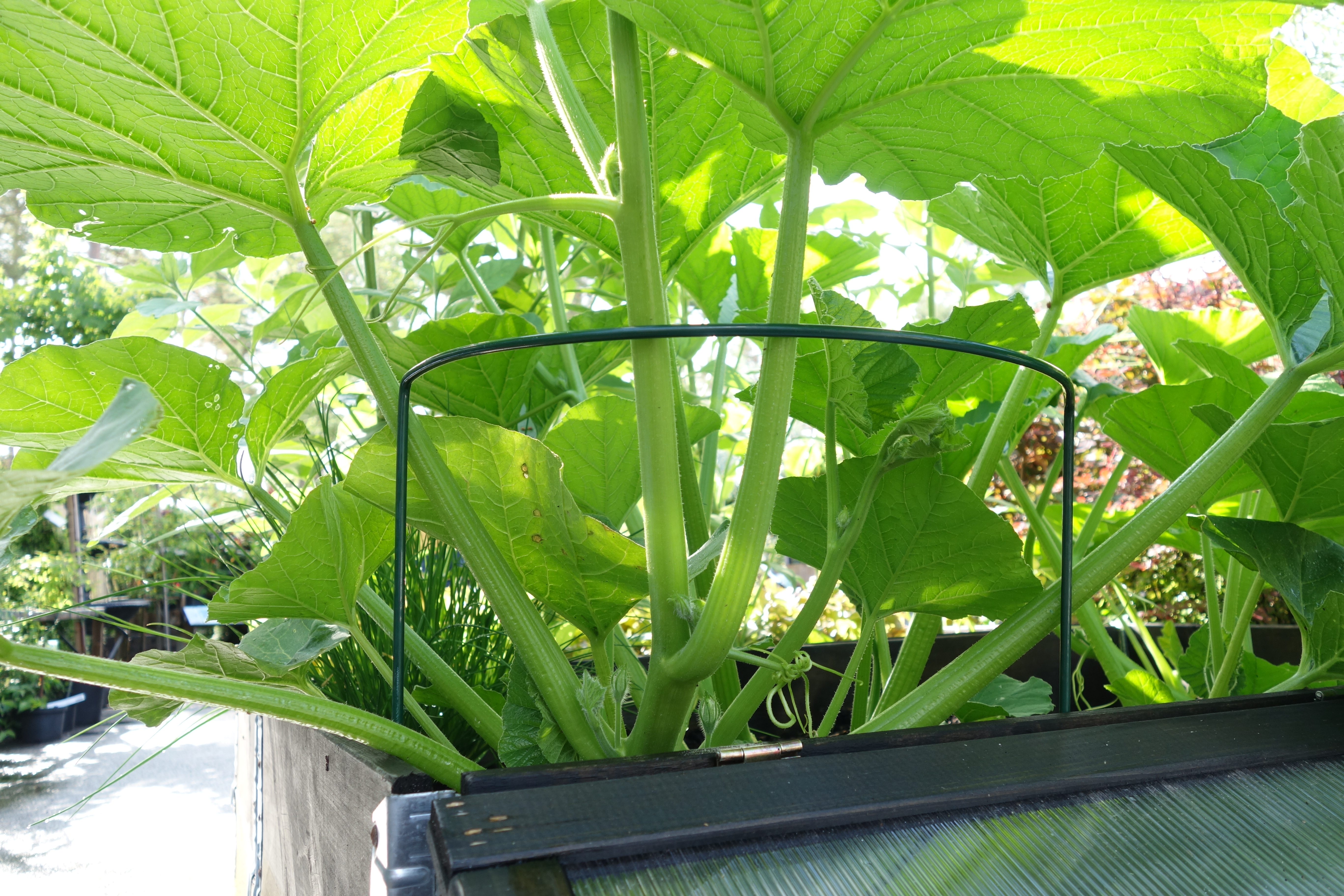 Buskstöd 70 cm, Grön